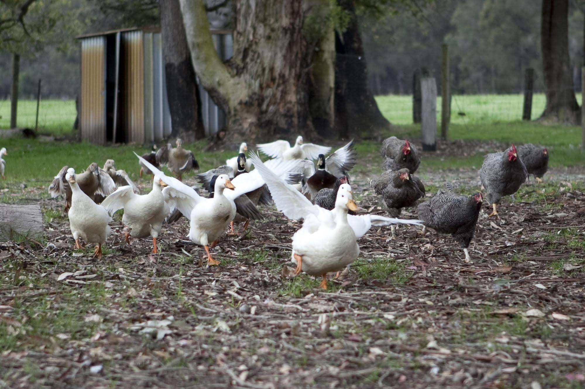 Diamond Forest Farm Stay Manjimup Exterior photo